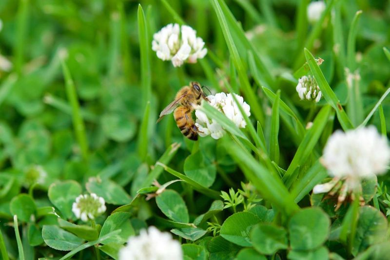 Clover