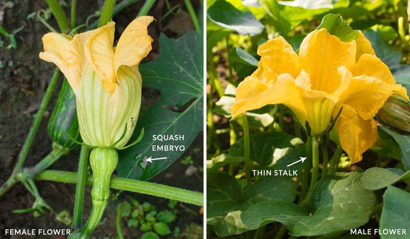Successful fruit set starts with pollen reaching a female flower