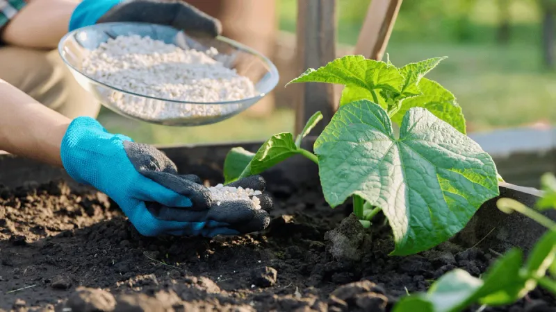 Fertilize Regularly