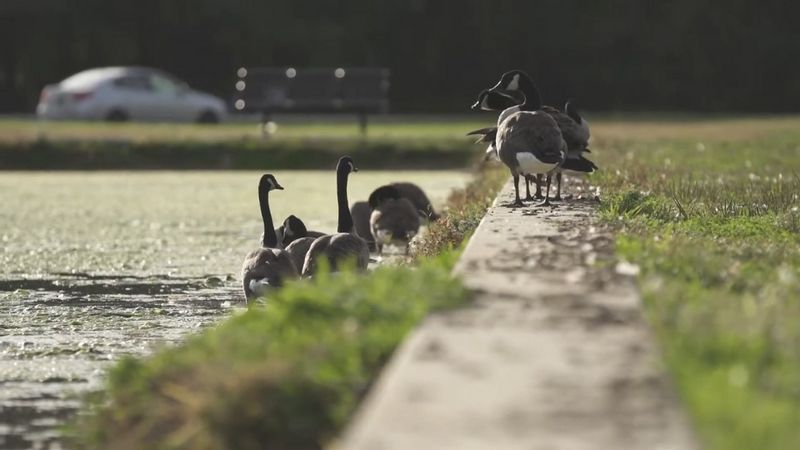 Keep wild turkeys wild—and respond only to real conflicts