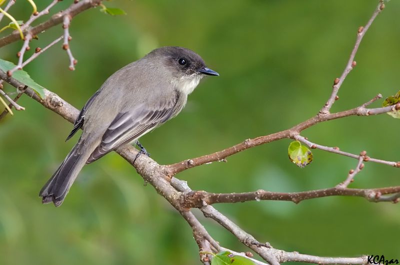 Eastern Phoebes