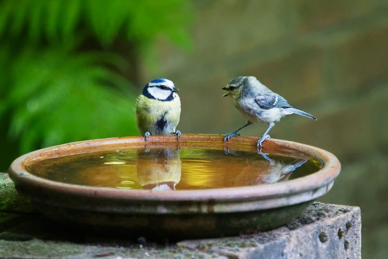 EPA-recommended steps to reduce mosquito breeding and bites