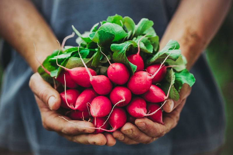 Radishes