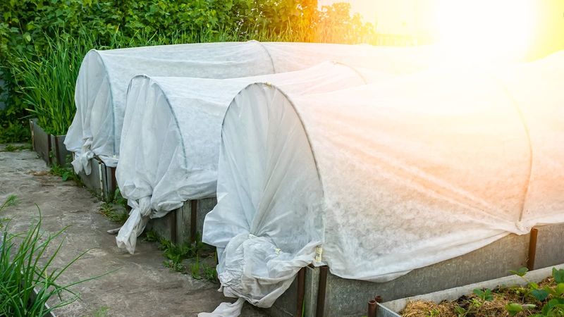 Protect plants from early, light frosts