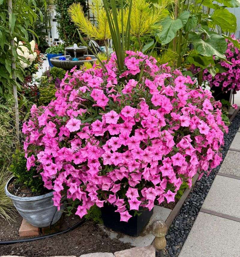 Leave spreading and milliflora types mostly unpinched