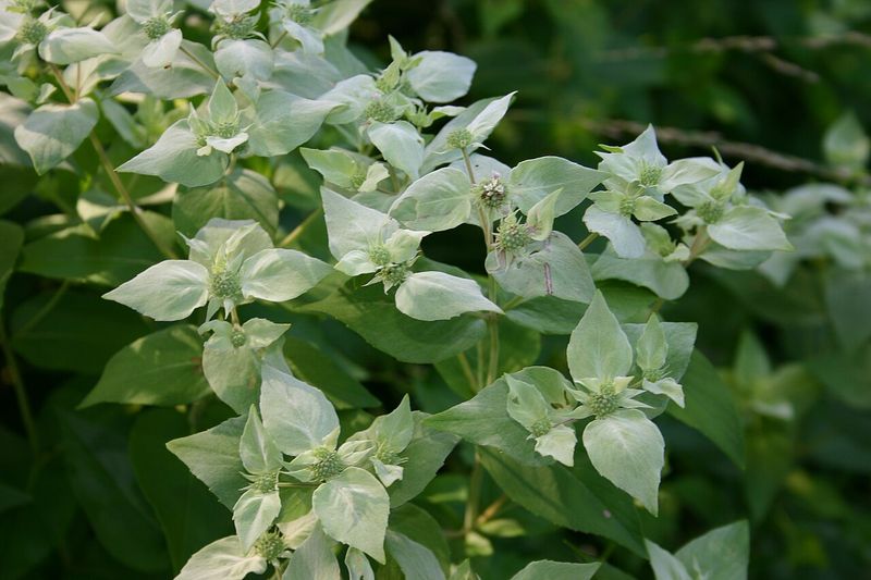 Choose a Mountain Mint for Your North Carolina Growing Conditions