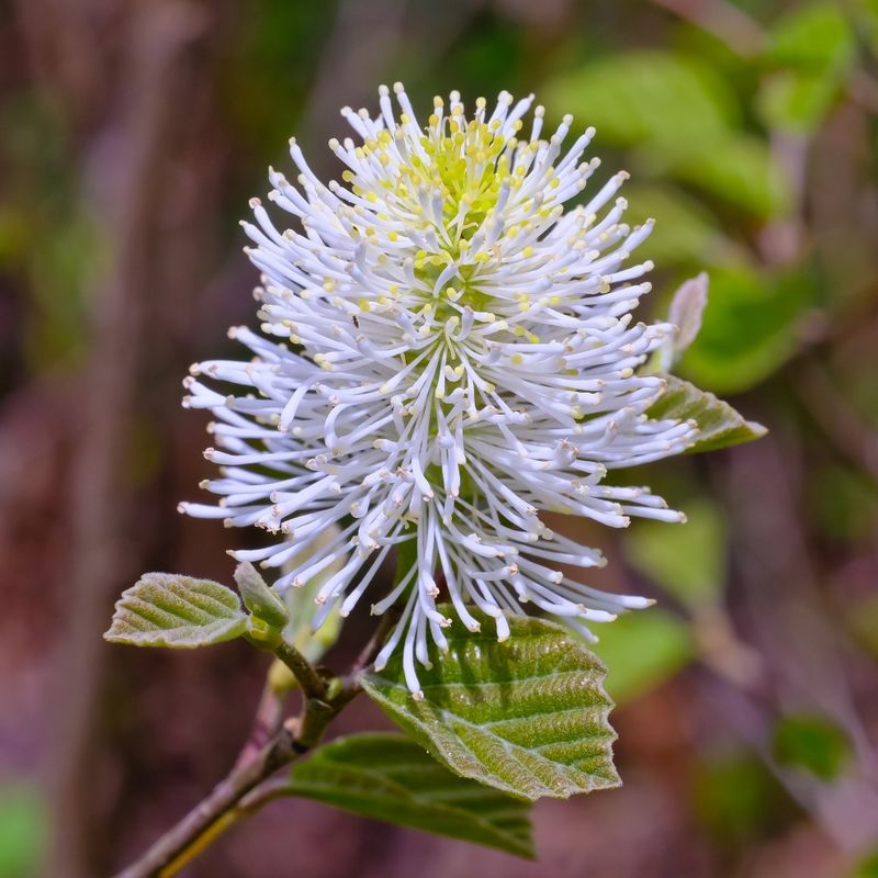 Dwarf Fothergilla (Fothergilla gardenii)