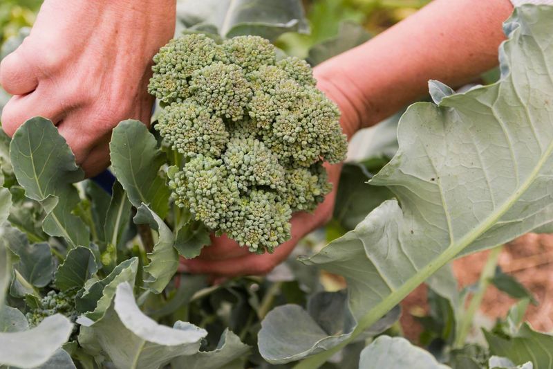 Plan the next crop around the crown’s calendar