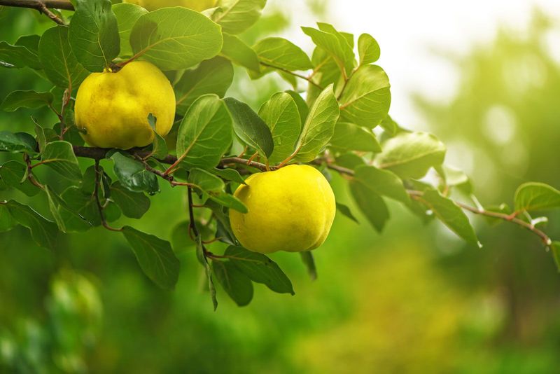 The fruiting quince is not flowering quince