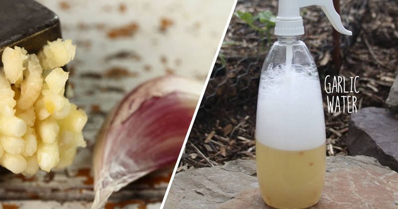 Garlic Spray