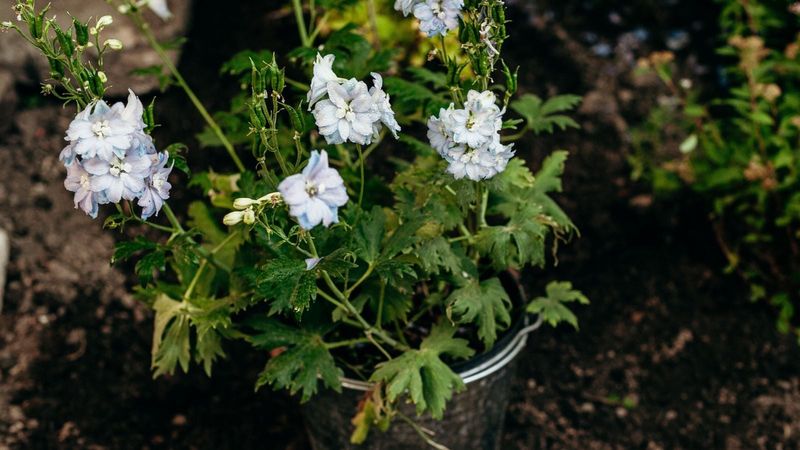 Delphinium (The Ones To Skip)