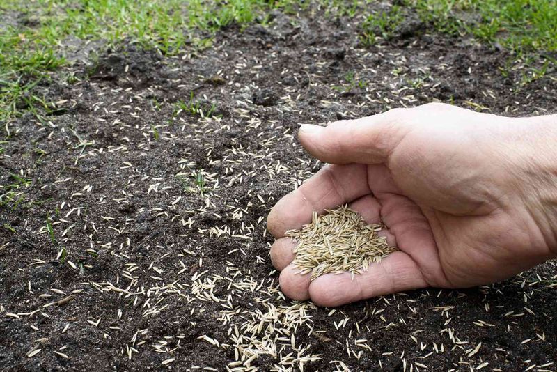 Overseed the Thin and Bare Patches