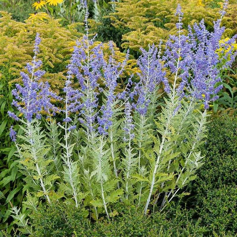 Russian Sage