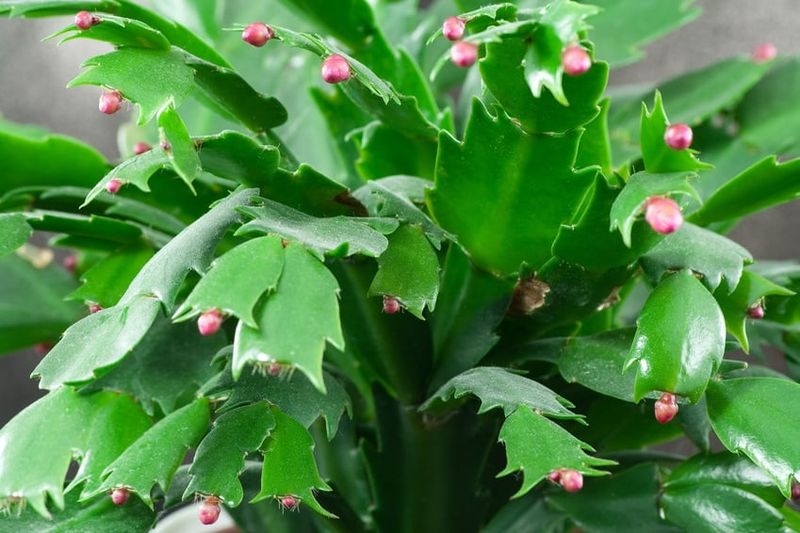 A new routine may not bring Christmas blooms this year