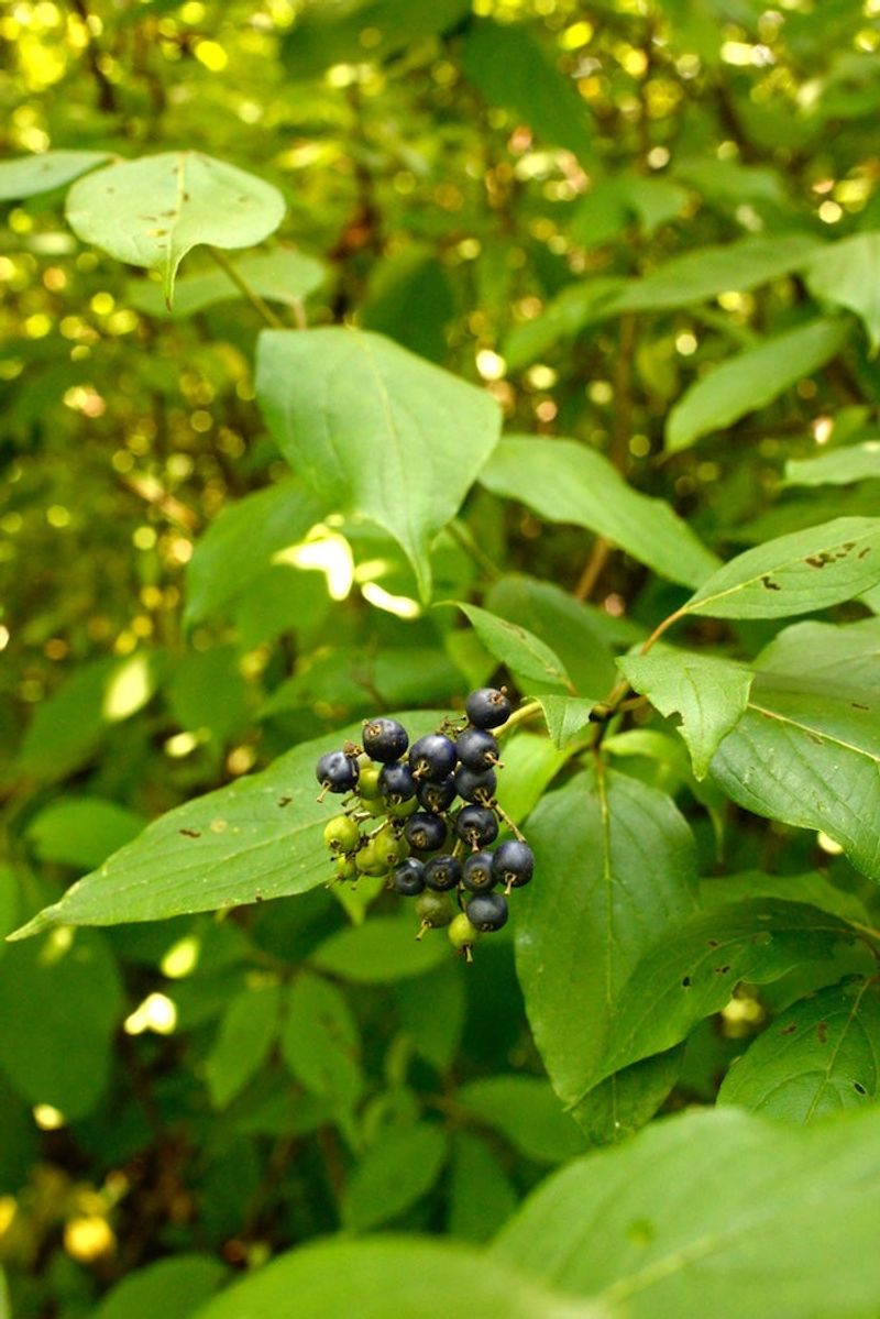 Silky Dogwood (Cornus amomum)
