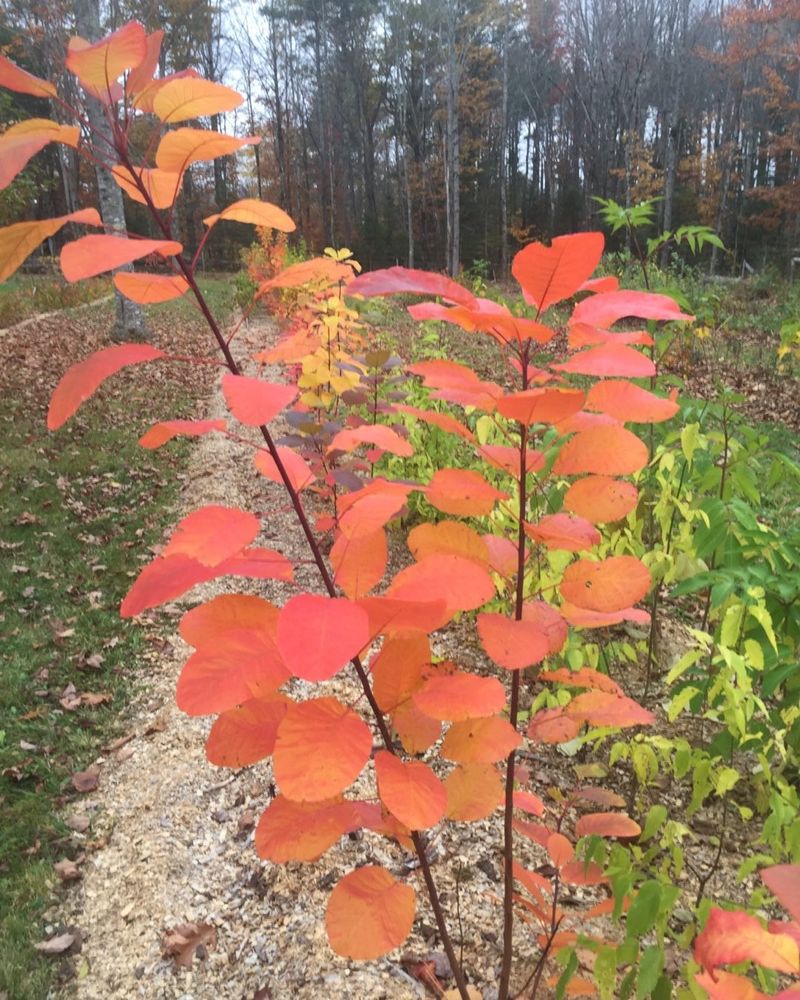 American Smokebush (Cotinus obovatus)