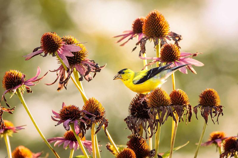 Practice Selective Deadheading for Wildlife