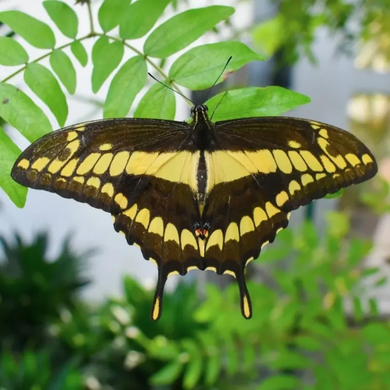Giant Swallowtail