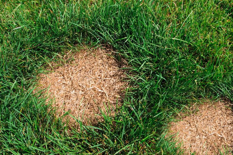 Dry Spots From Sprinkler Blind Zones
