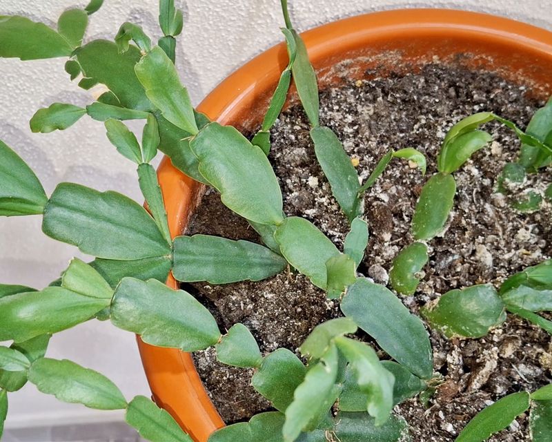 Poor Drainage or Compacted Soil