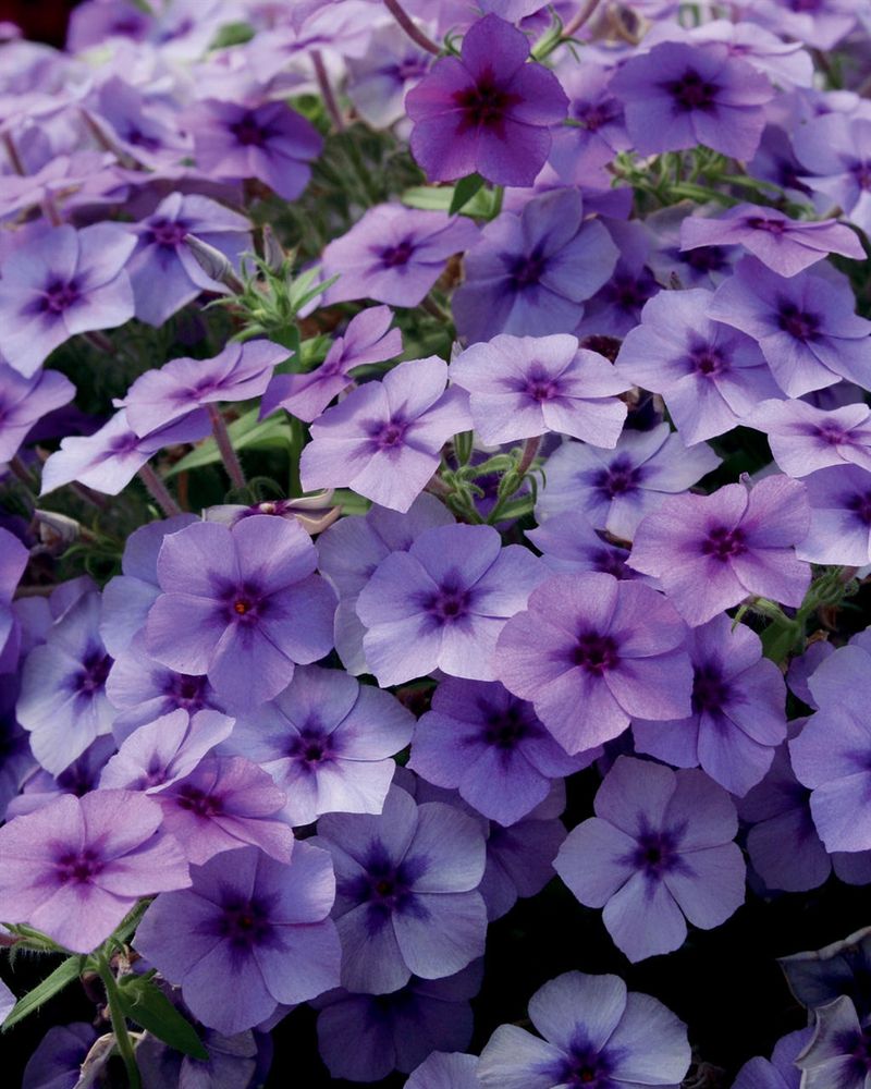 Phlox (Intensia Phlox)