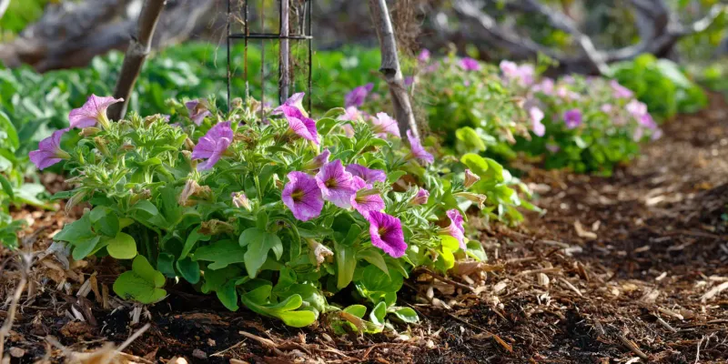 Apply Mulch