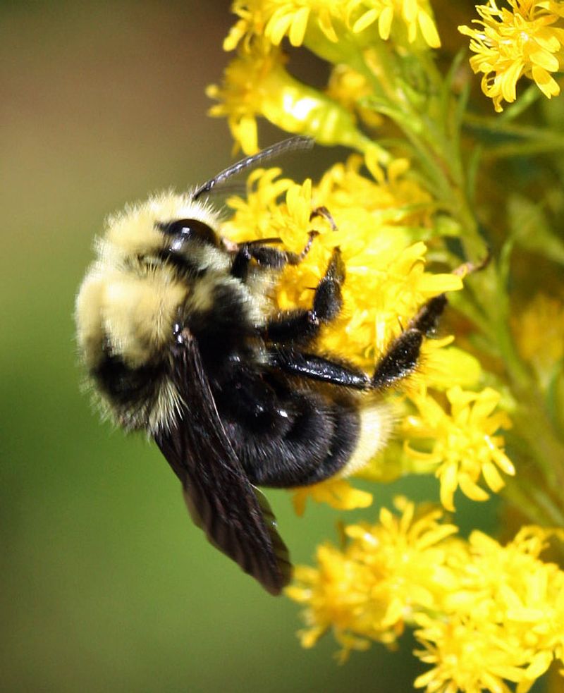Late flowers matter when summer resources decline