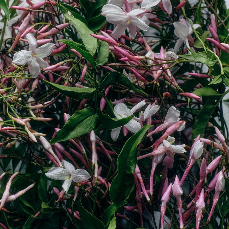 Use the scent as a personal evening cue, if it feels good