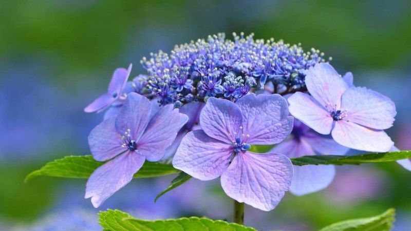 Reblooming, climbing, and winter damage complicate the rule