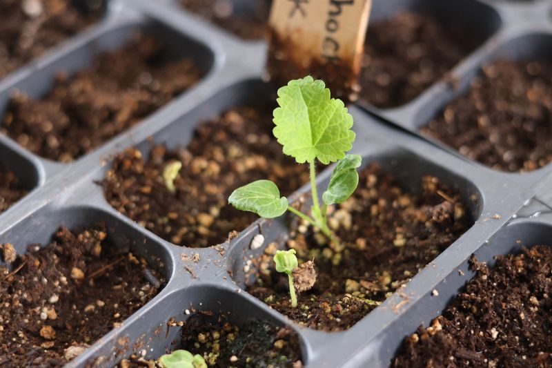 Help seedlings establish before winter