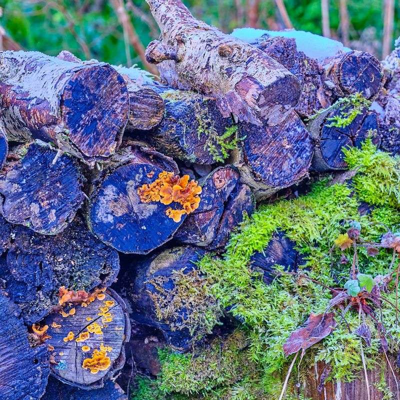 Decaying Wood Integrated into the Garden