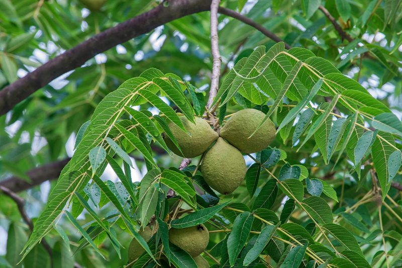 Other Walnut Family Trees