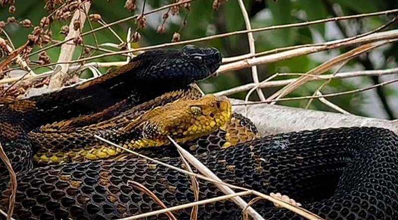 Snakes Basking in Sunny, Sheltered Spots