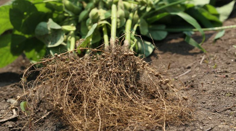 Roots, residue, and nitrogen create a gradual soil payoff