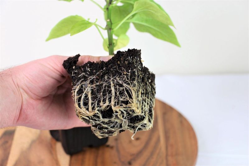 Container Roots Running Out of Room