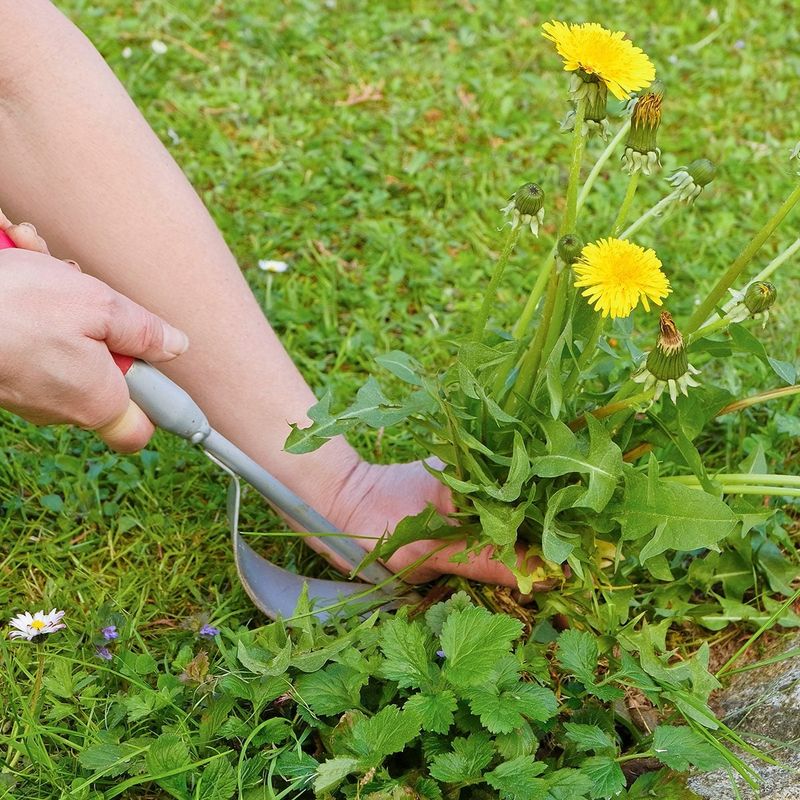 Remove Perennial Weeds and Weeds Gone to Seed