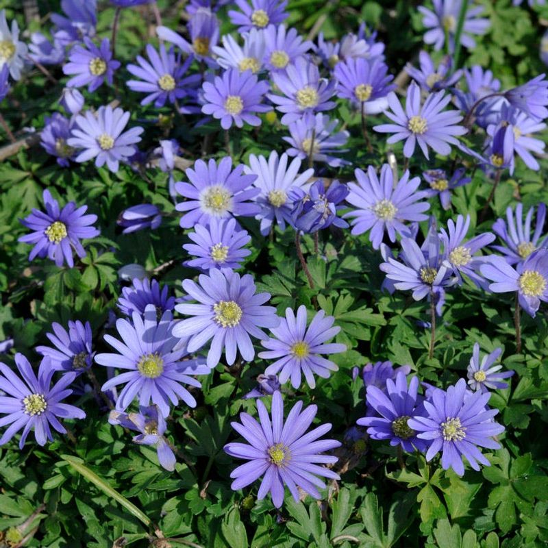 Grecian Windflower