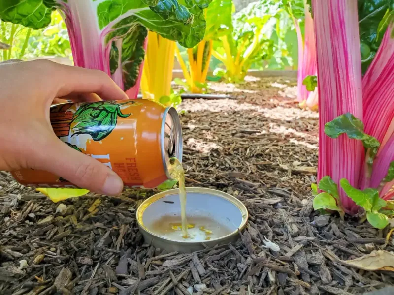Set Beer Traps