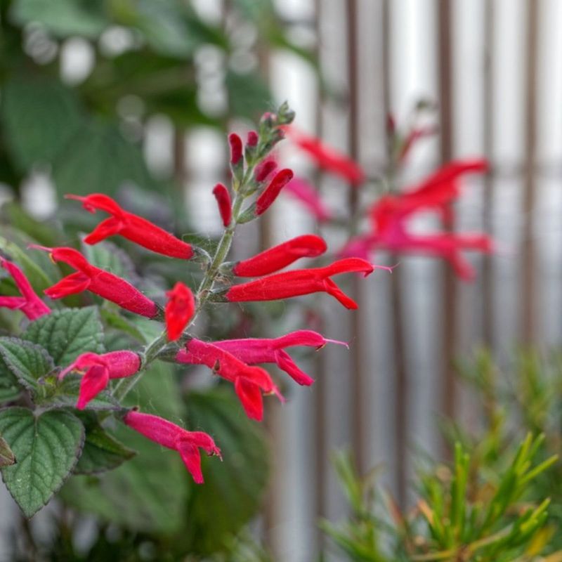Pineapple Sage