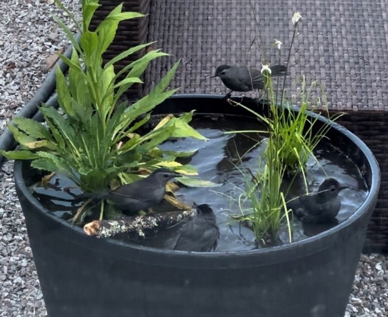 Choose the bucket for observation, not guaranteed breeding