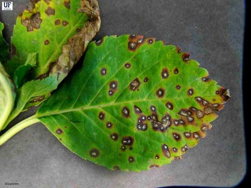 Fungal and Bacterial Diseases