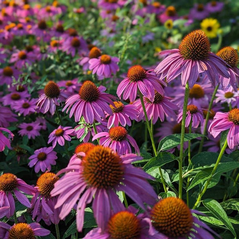 Coneflower