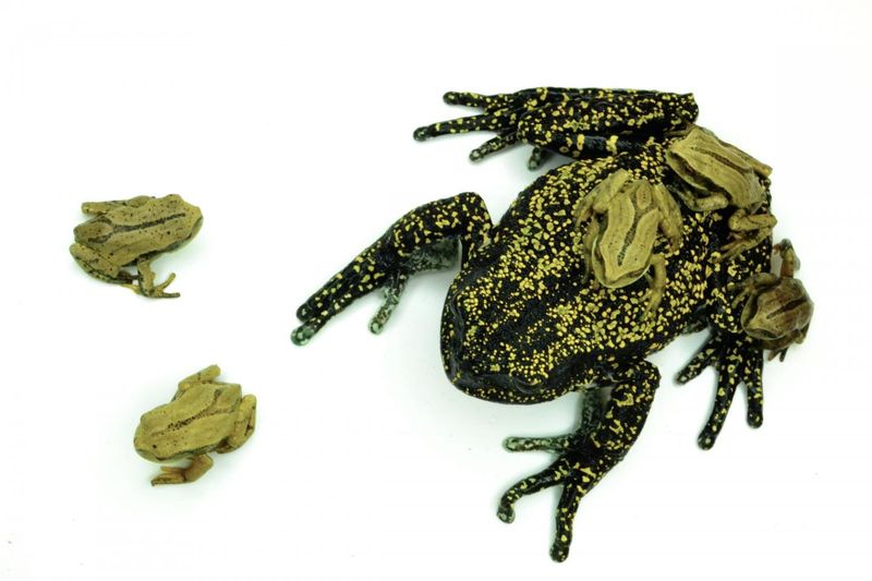 A cluster of sick or dead amphibians changes the response
