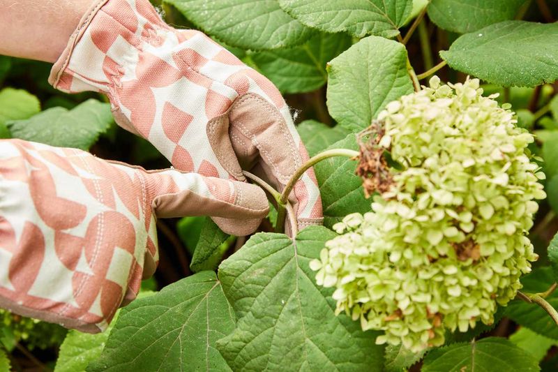 Deadheading cannot create flowers a cultivar cannot produce