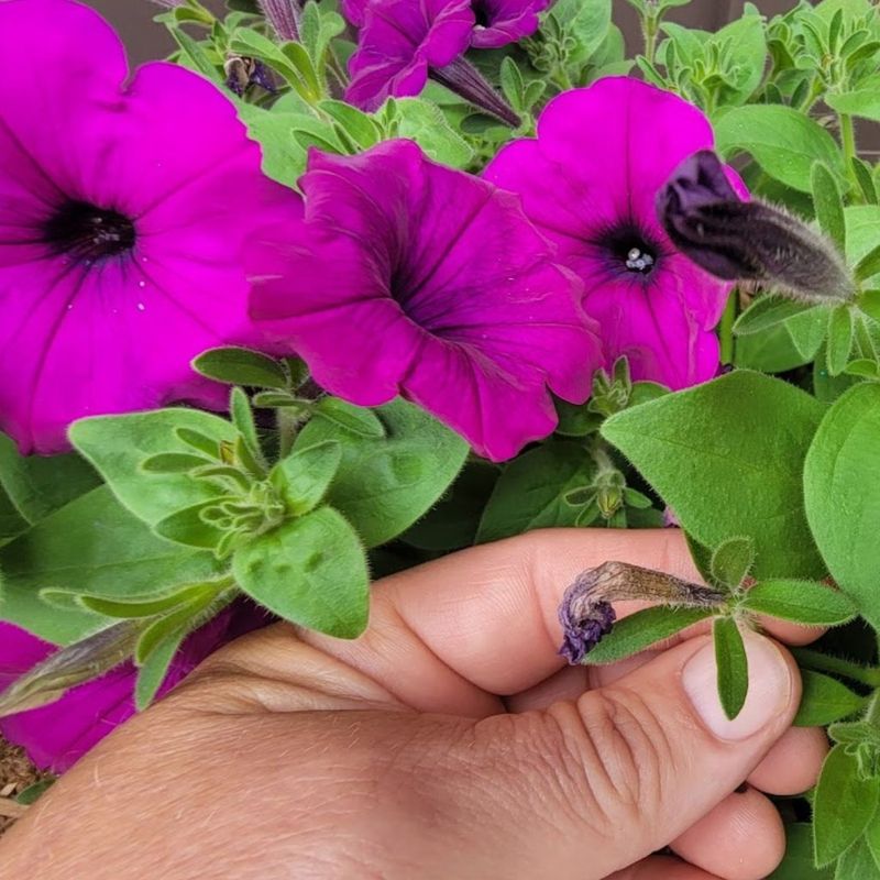Skipping Proper Deadheading
