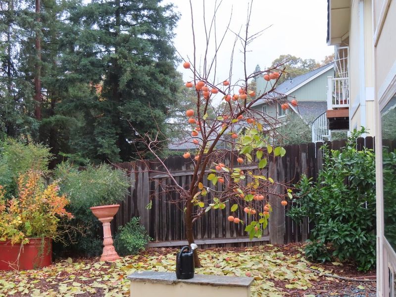 Check your yard and region before planting