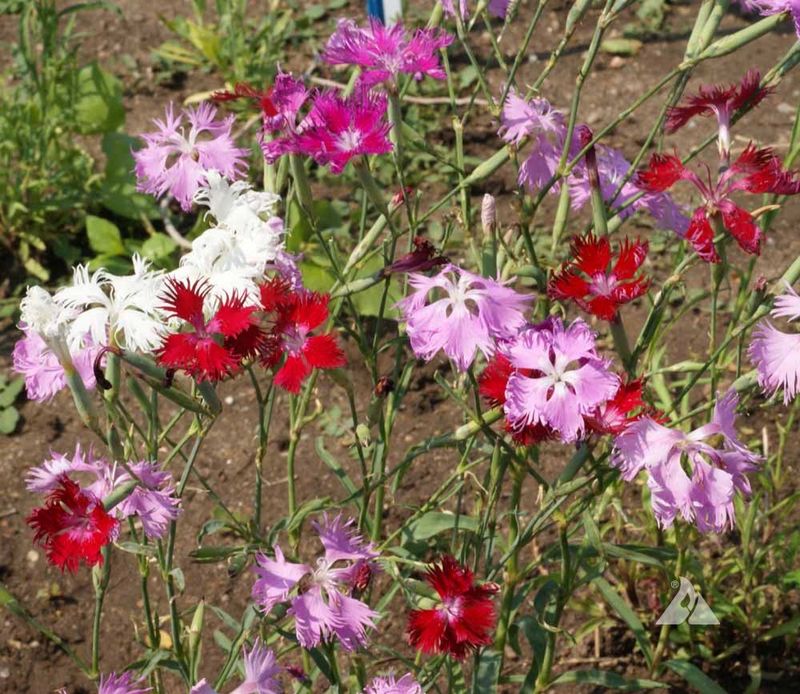 Garden Pinks (Dianthus)