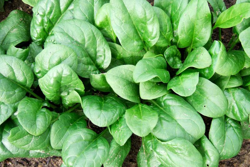 Spinach