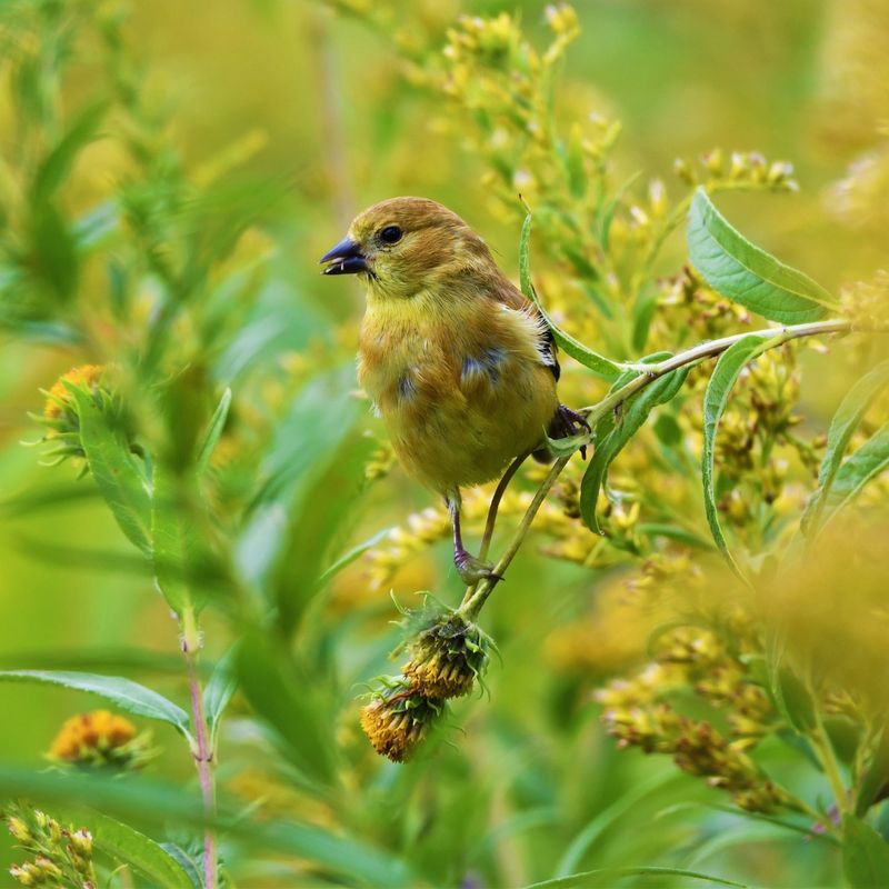 Keep the goldfinch signal in perspective