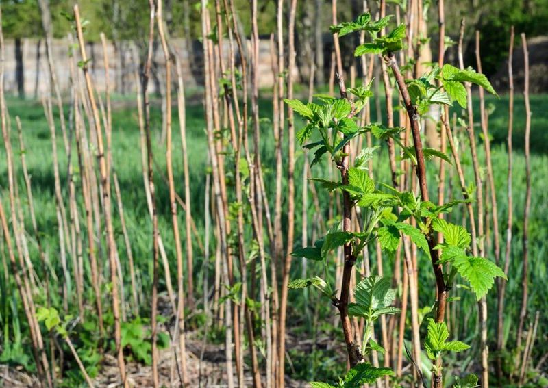 Know Which Raspberry You Are Growing